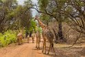128 Zambia, South Luangwa NP, giraffen